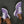 Laden Sie das Bild in den Galerie-Viewer, Original Asexual Pride Colors Purple Athletic Shoes - Men Sizes
