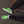 Carregar imagem no visualizador da galeria, Original Gay Pride Colors Green Lace-up Shoes - Men Sizes
