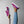Carregar imagem no visualizador da galeria, Omnisexual Pride Colors Original Violet Slip-On Shoes
